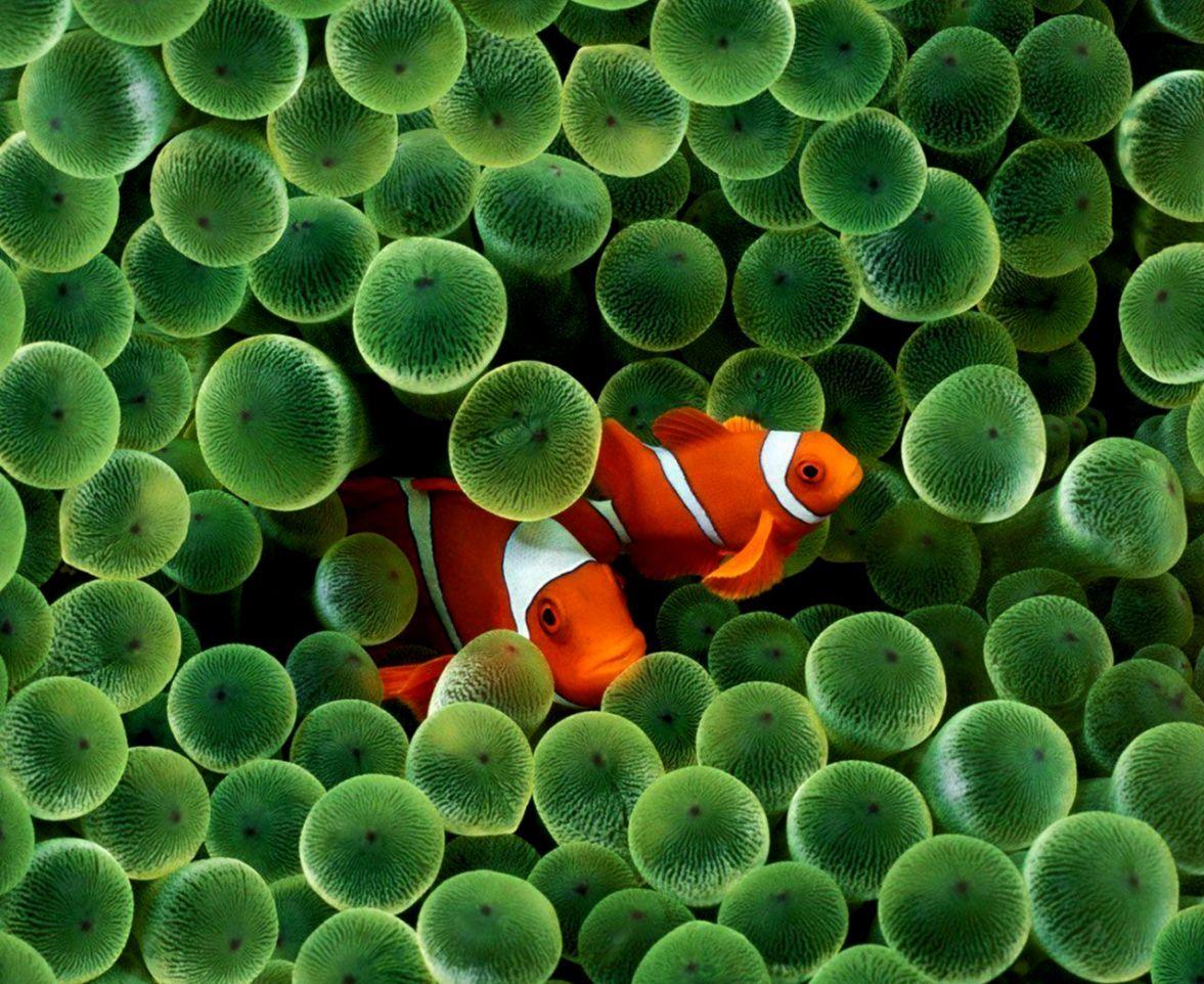 Clown Fish Wallpapers Top Free Clown Fish Backgrounds