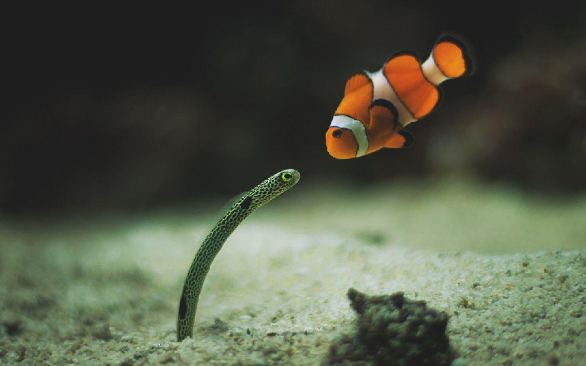 1920x1200 Clown Fish Wallpaper