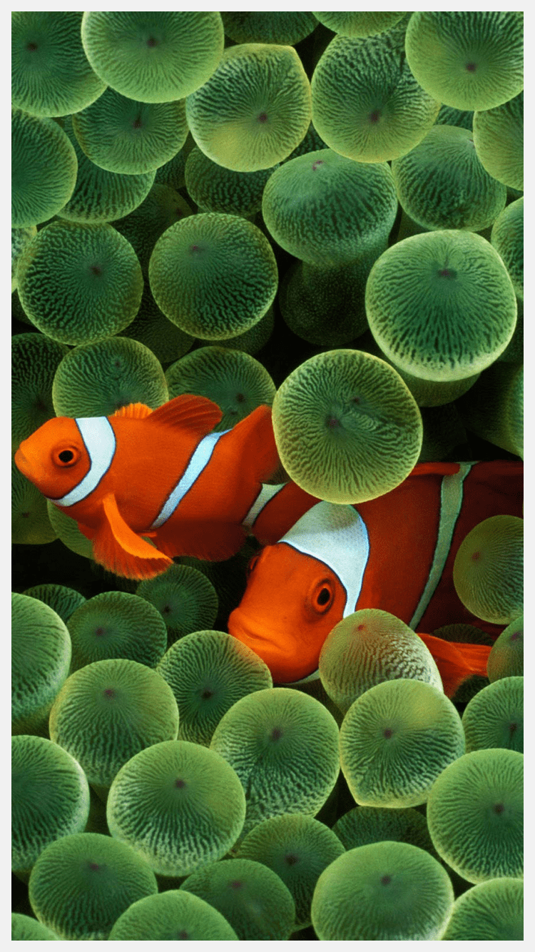clown fish desktop wallpaper