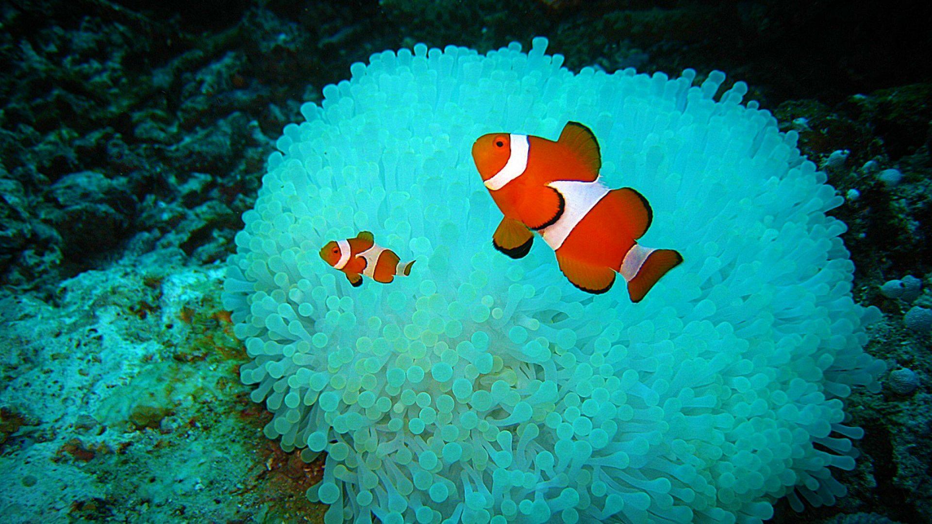 1920x1080 Clown Fish Wallpaper