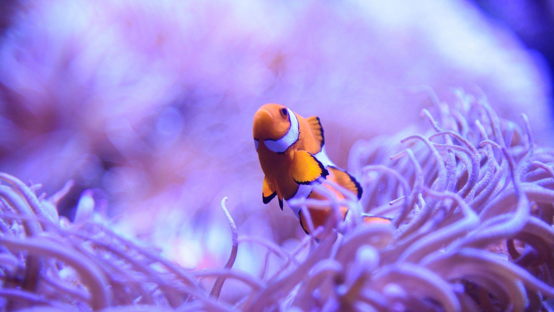 Clown Fish Wallpapers - Top Free Clown Fish Backgrounds - WallpaperAccess