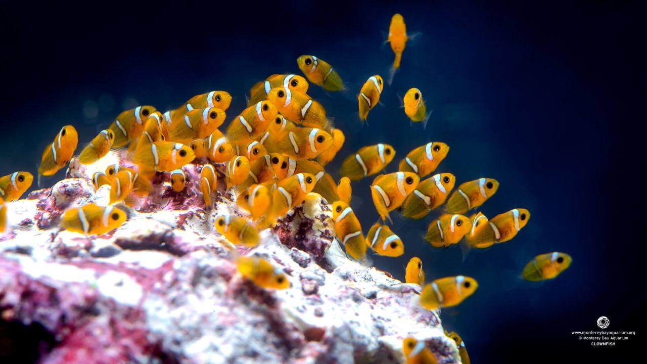 1280x720 Baby Clownfish Baby Clown Fish, HD Wallpaper