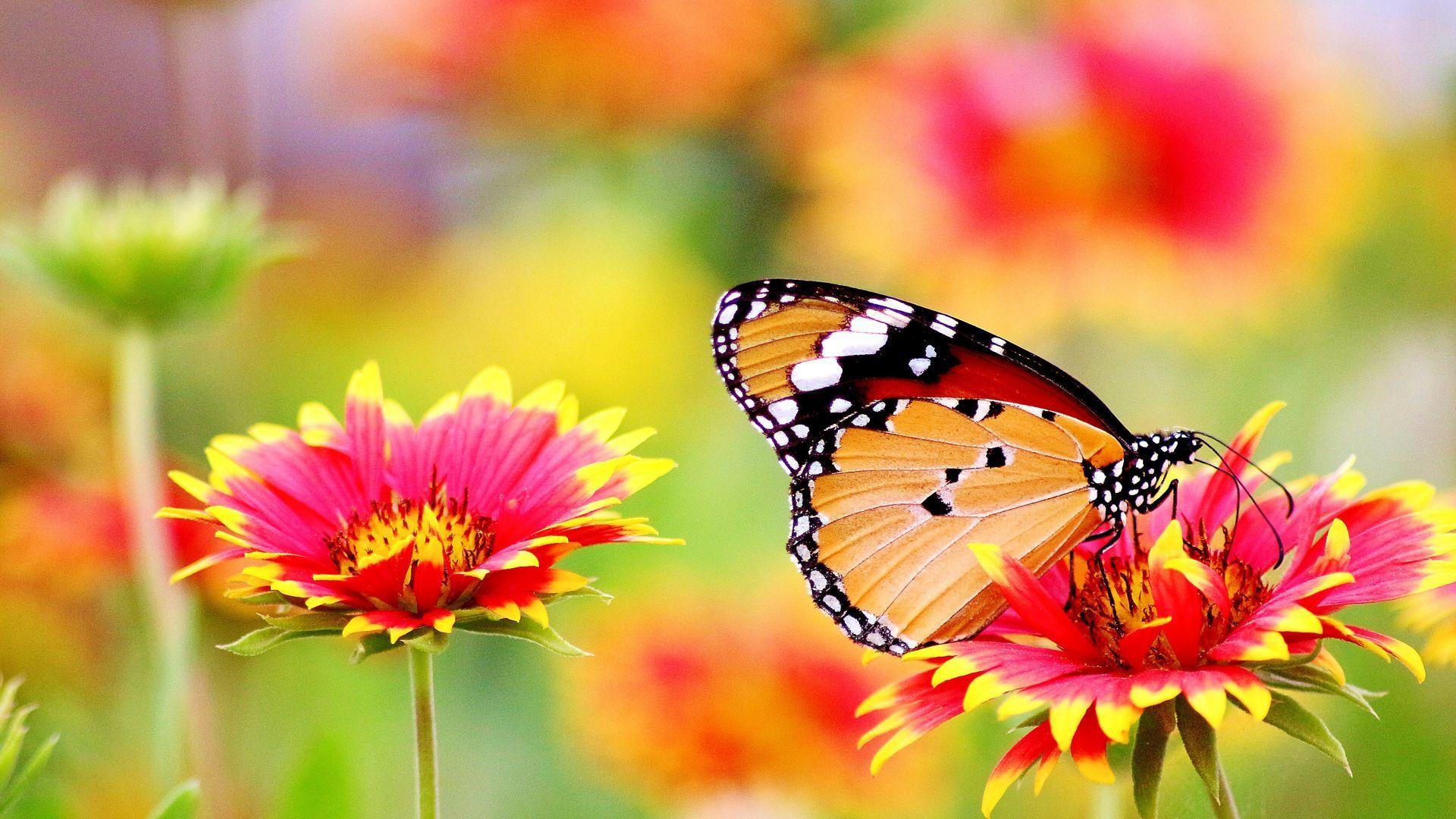 1920x1080 Butterfly Flower Colorful Wallpaper
