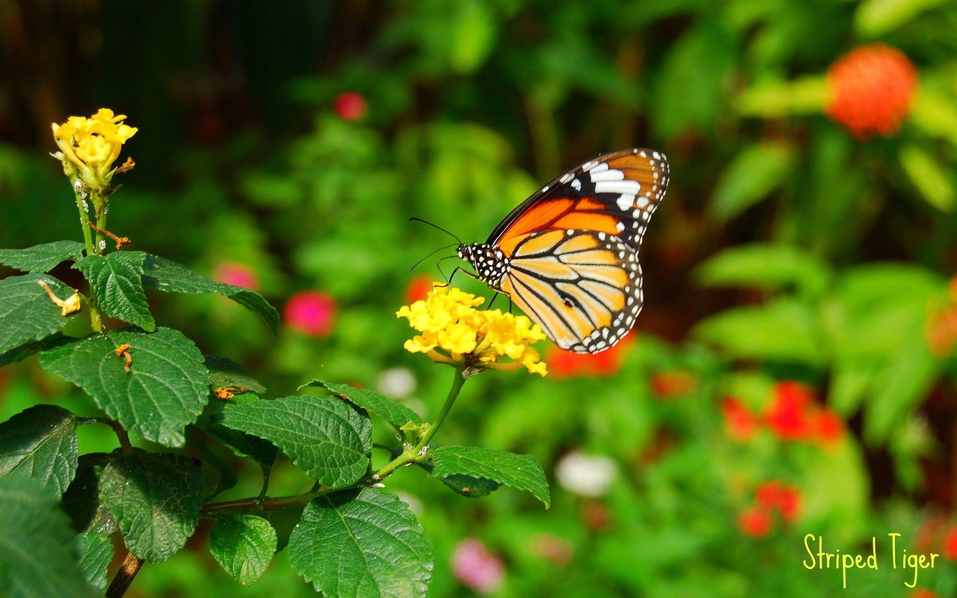 1920x1200 Butterfly On Flower Wallpaper