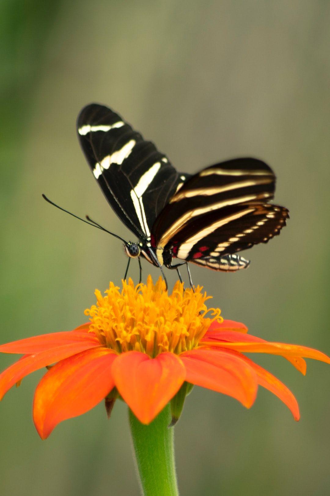 1080x1620 Butterfly Image: Download HD Picture & Photo