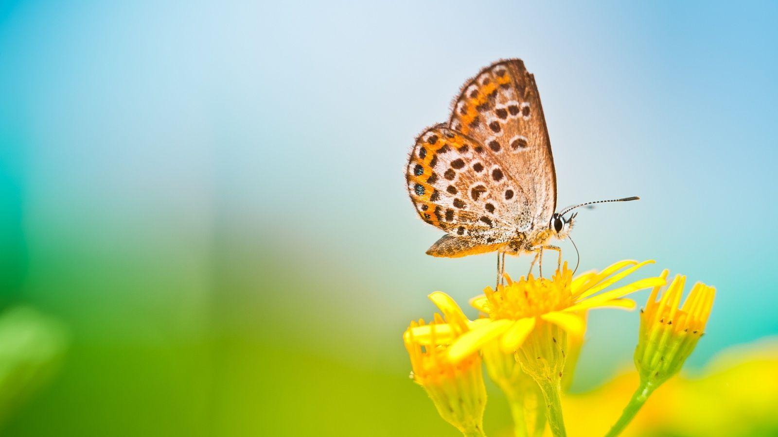 1600x900 Butterfly and flower wallpaper