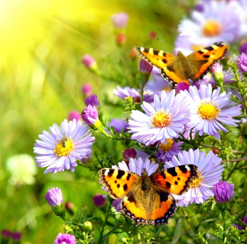 952x942 Flower Butterfly Close Up HD Wallpaper