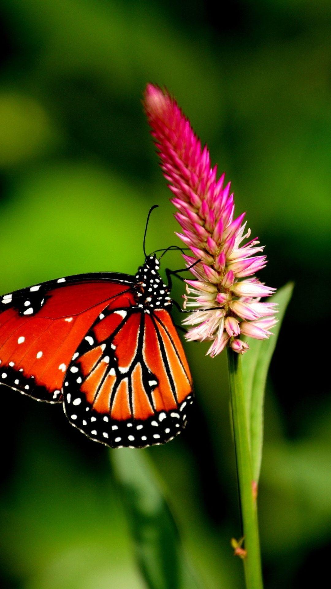 1080x1920 Butterfly Wallpaper For Android