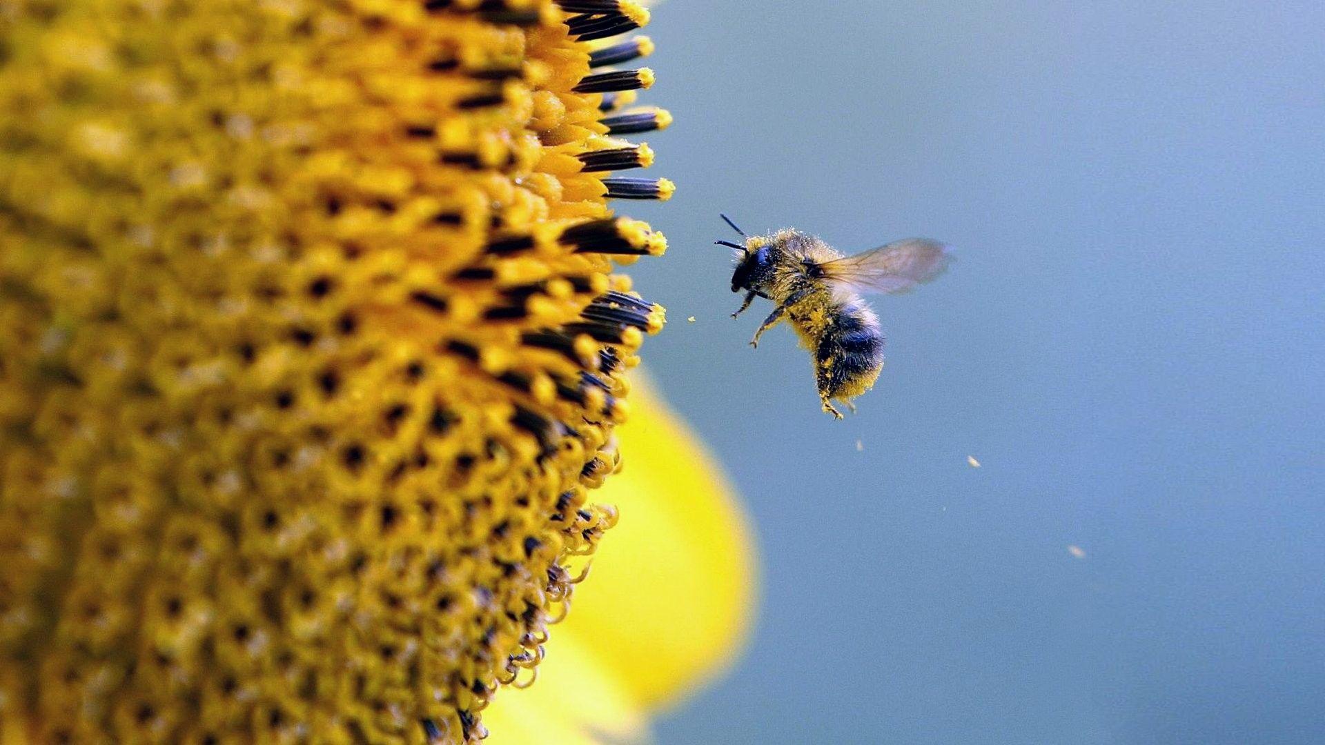 1920x1080 Bee Wallpaper