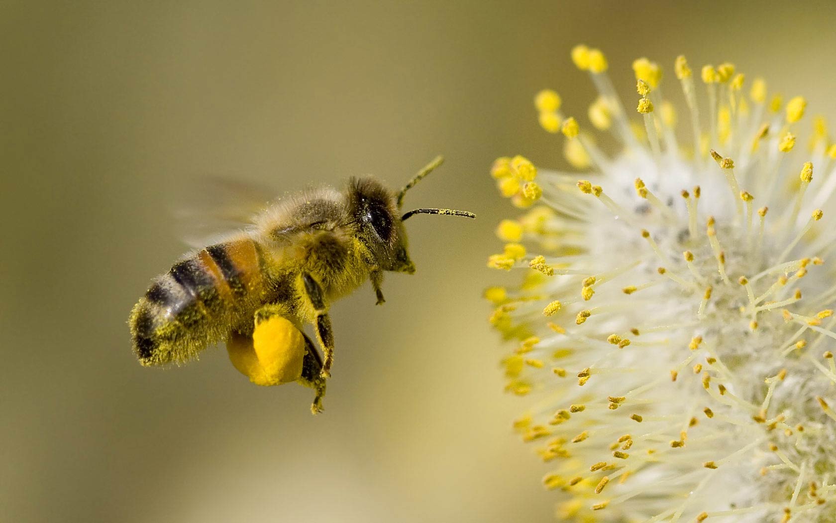 1680x1050 Bee Wallpaper