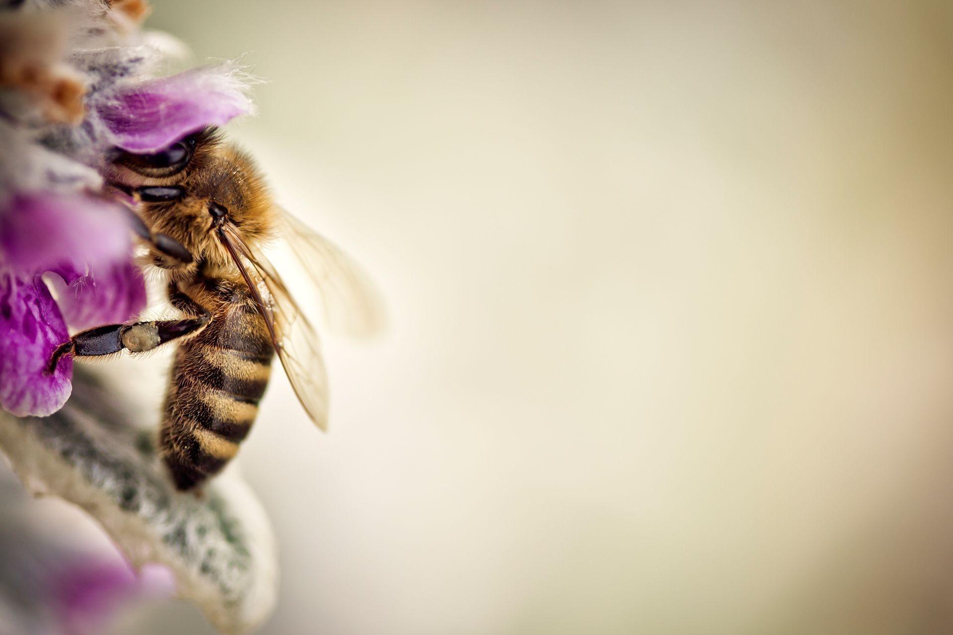 1920x1280 nature macro flowers bees insect wallpaper