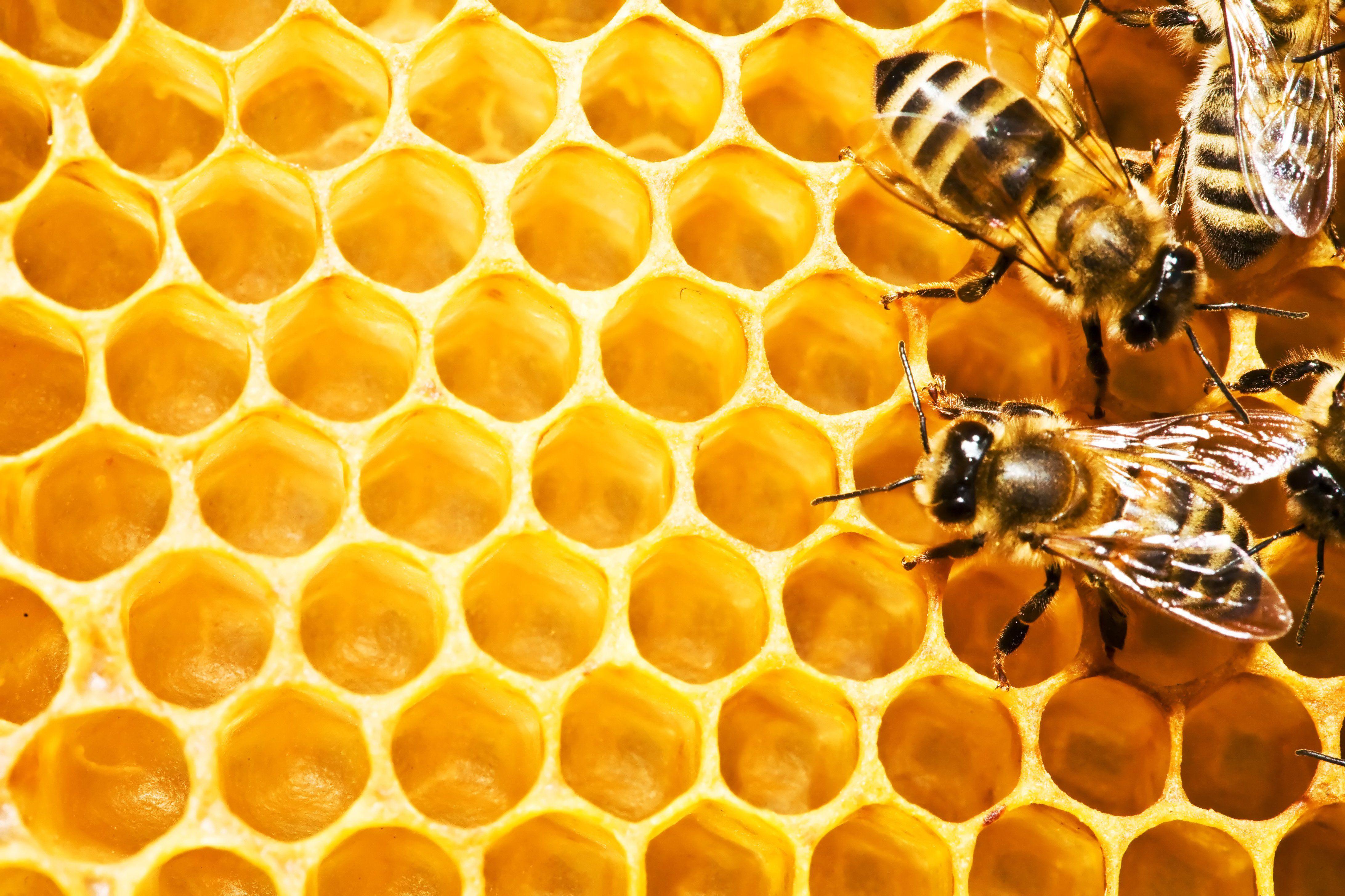 Beehive Wallpapers - Top Free Beehive Backgrounds - WallpaperAccess