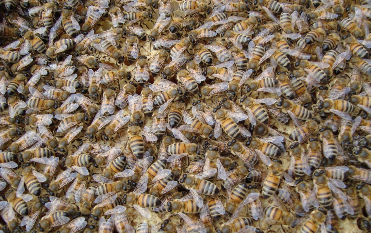 1280x804 Bees wallpaper. Bees