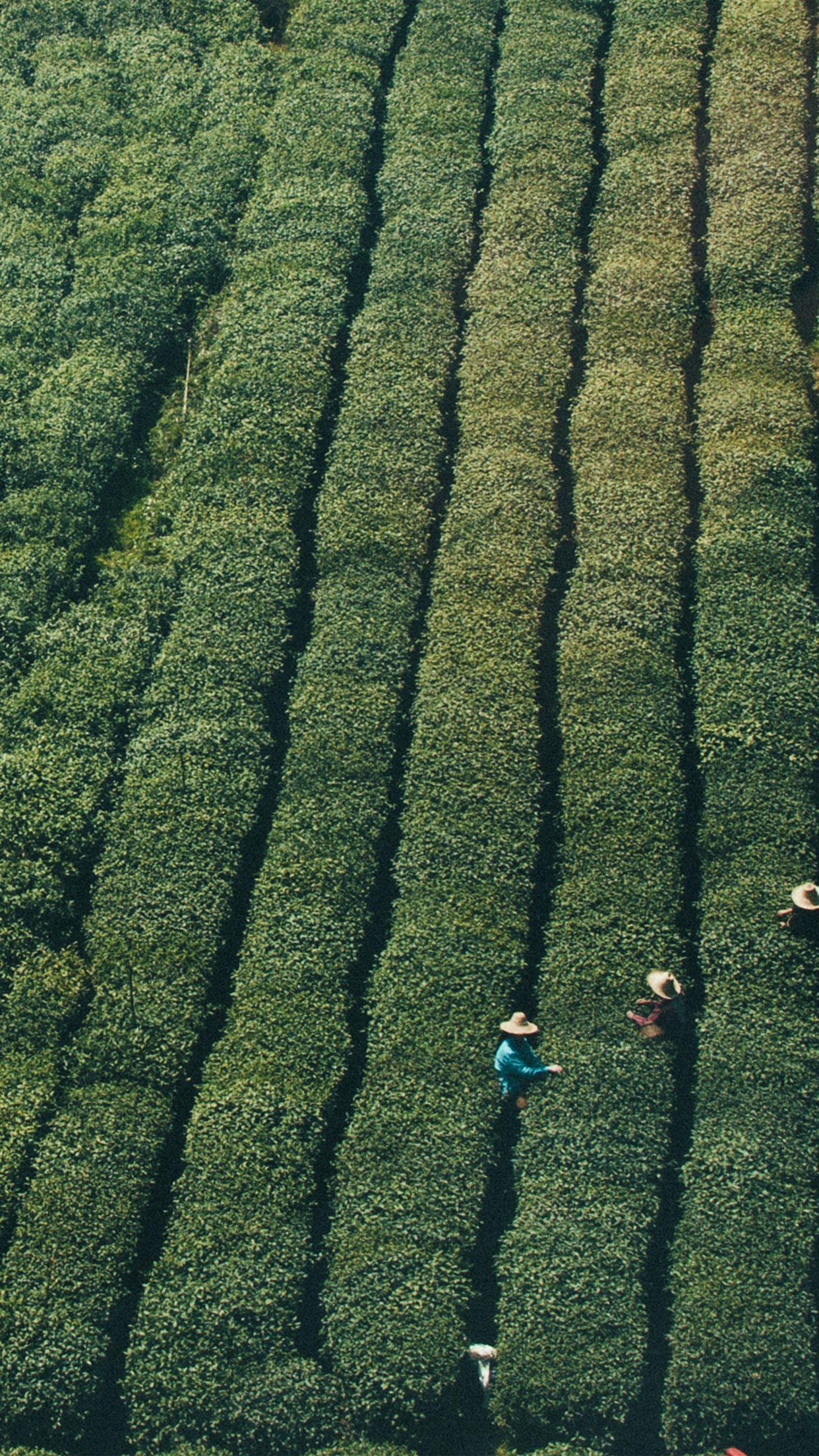 1242x2208 iPhone7papers green nature field mountain