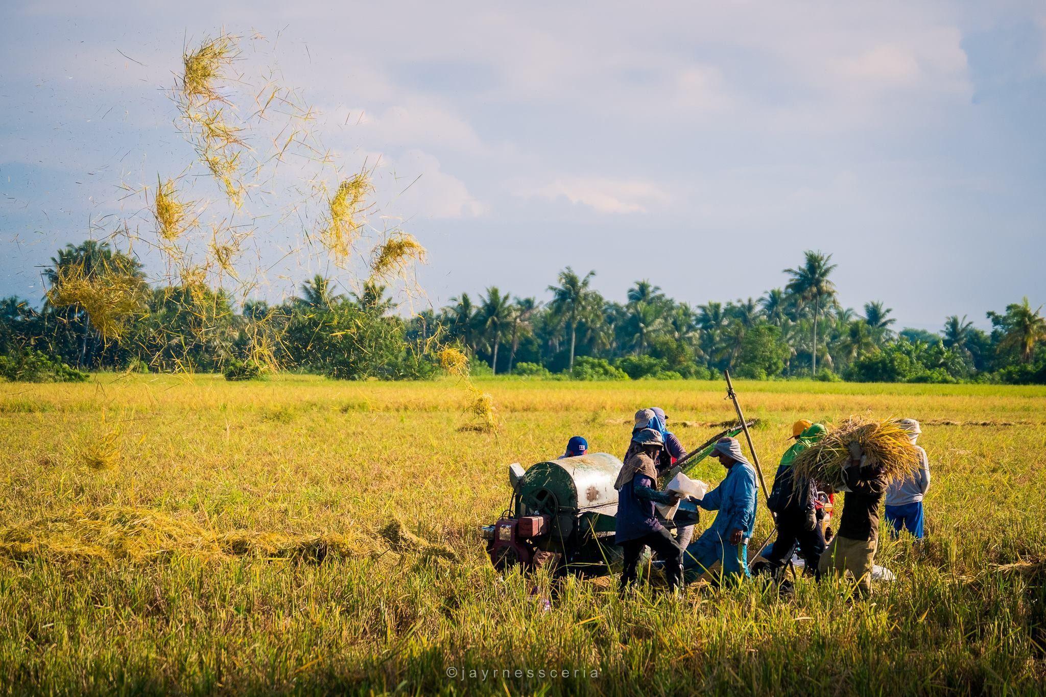2048x1365 Philippines #Filipino #farm #farmers #ricefields #farming