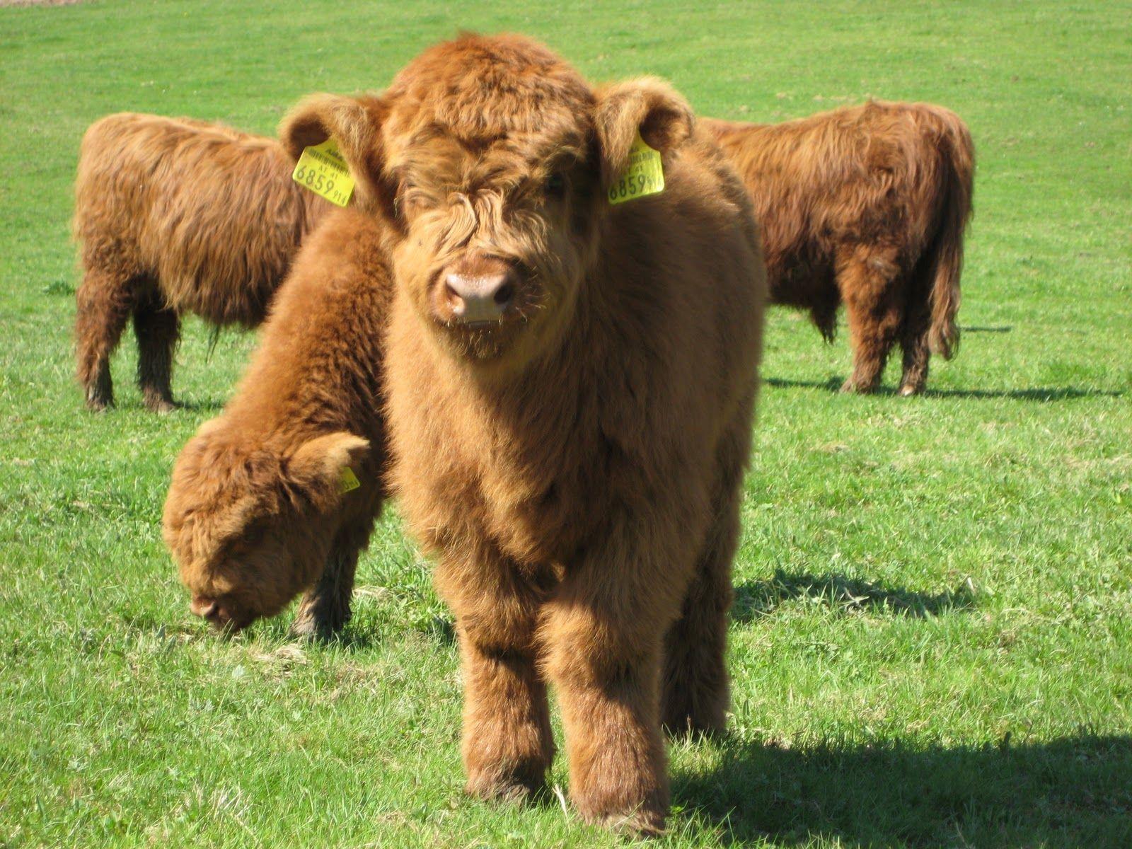 Cow Wallpapers Top Free Cow Backgrounds WallpaperAccess