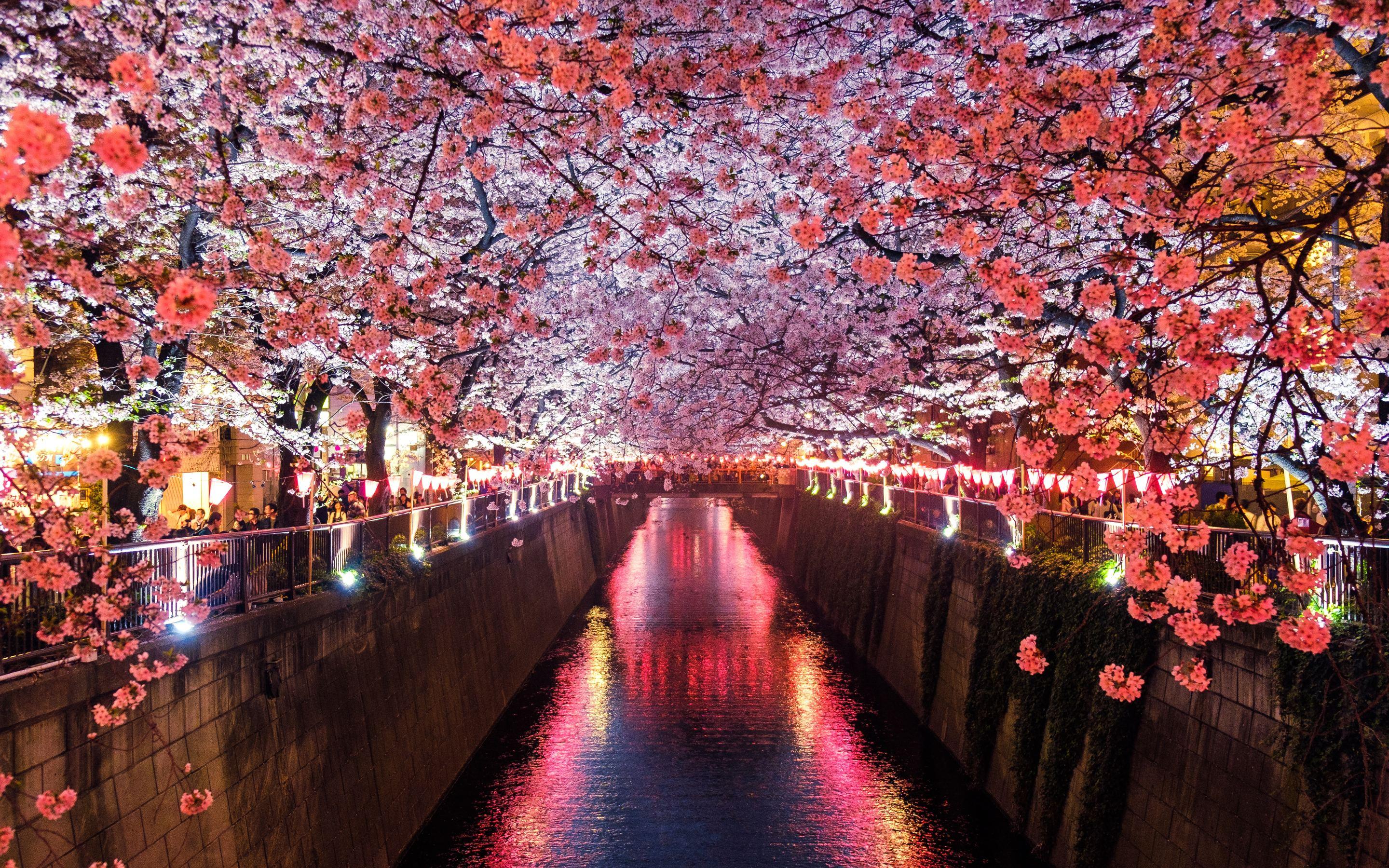 2880x1800 Cherry Blossom Trees Covering River Canal Macbook