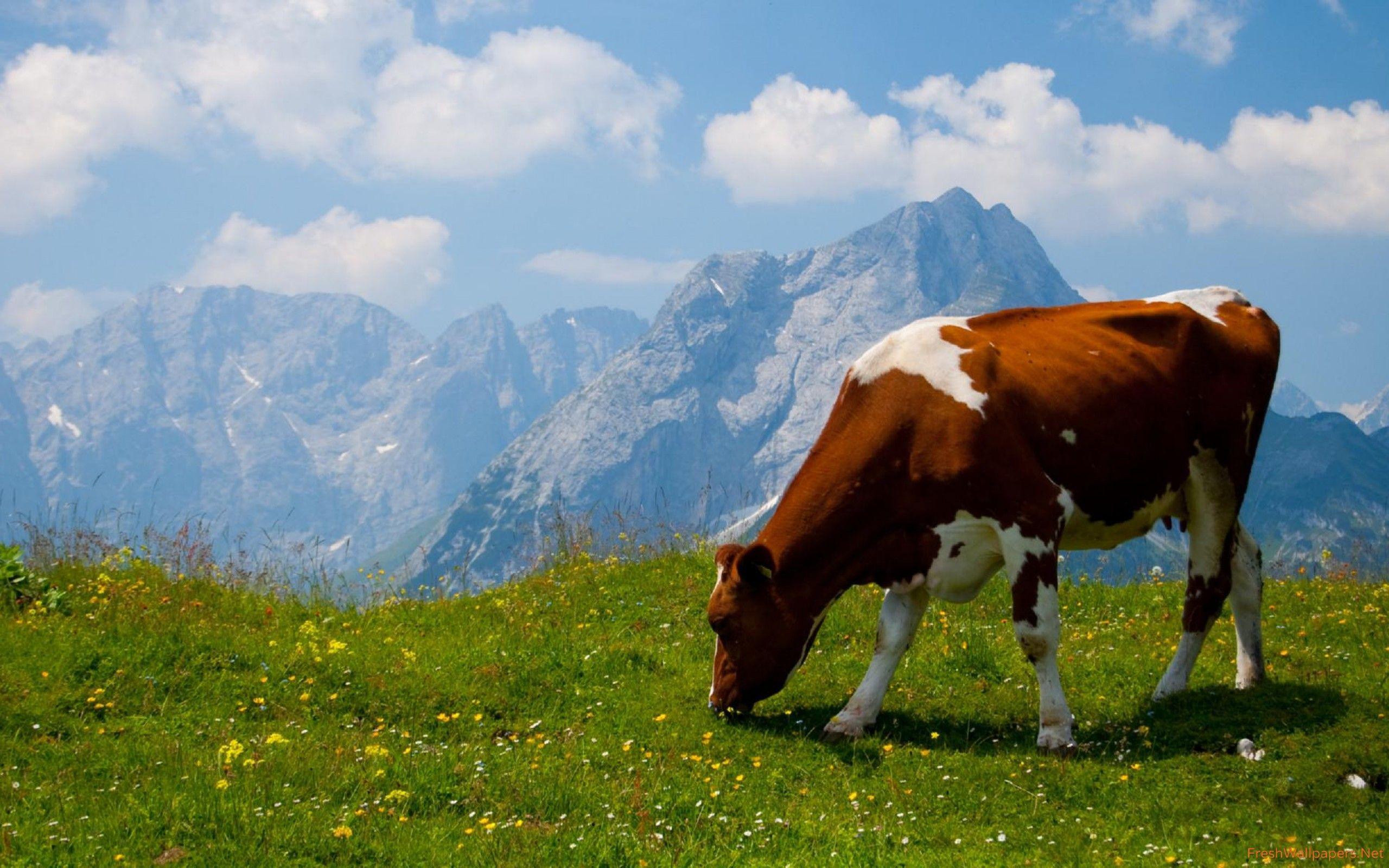 2560x1600 Cow in the Alps wallpaper