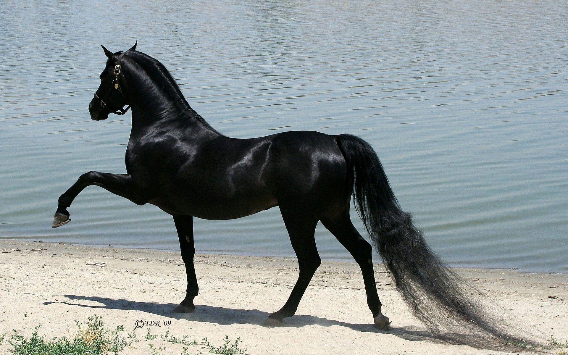 Black Arabian Horse Wallpapers - Top Free Black Arabian Horse Backgrounds -  WallpaperAccess
