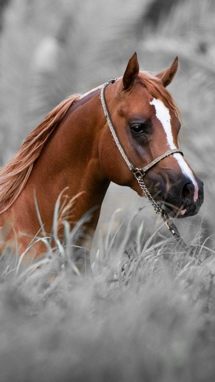 Arabian Horse Wallpapers Top Free Arabian