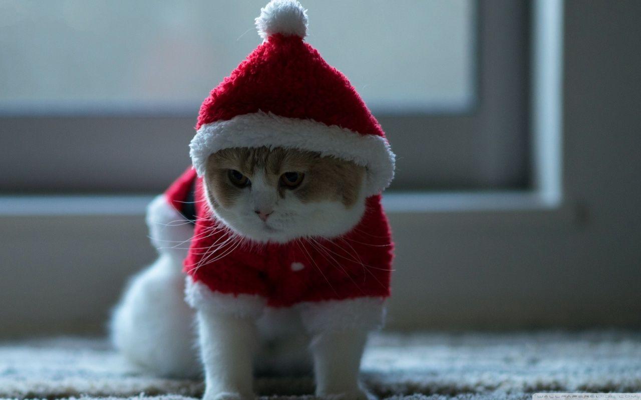 1280x800 Santa Cat Wallpaper