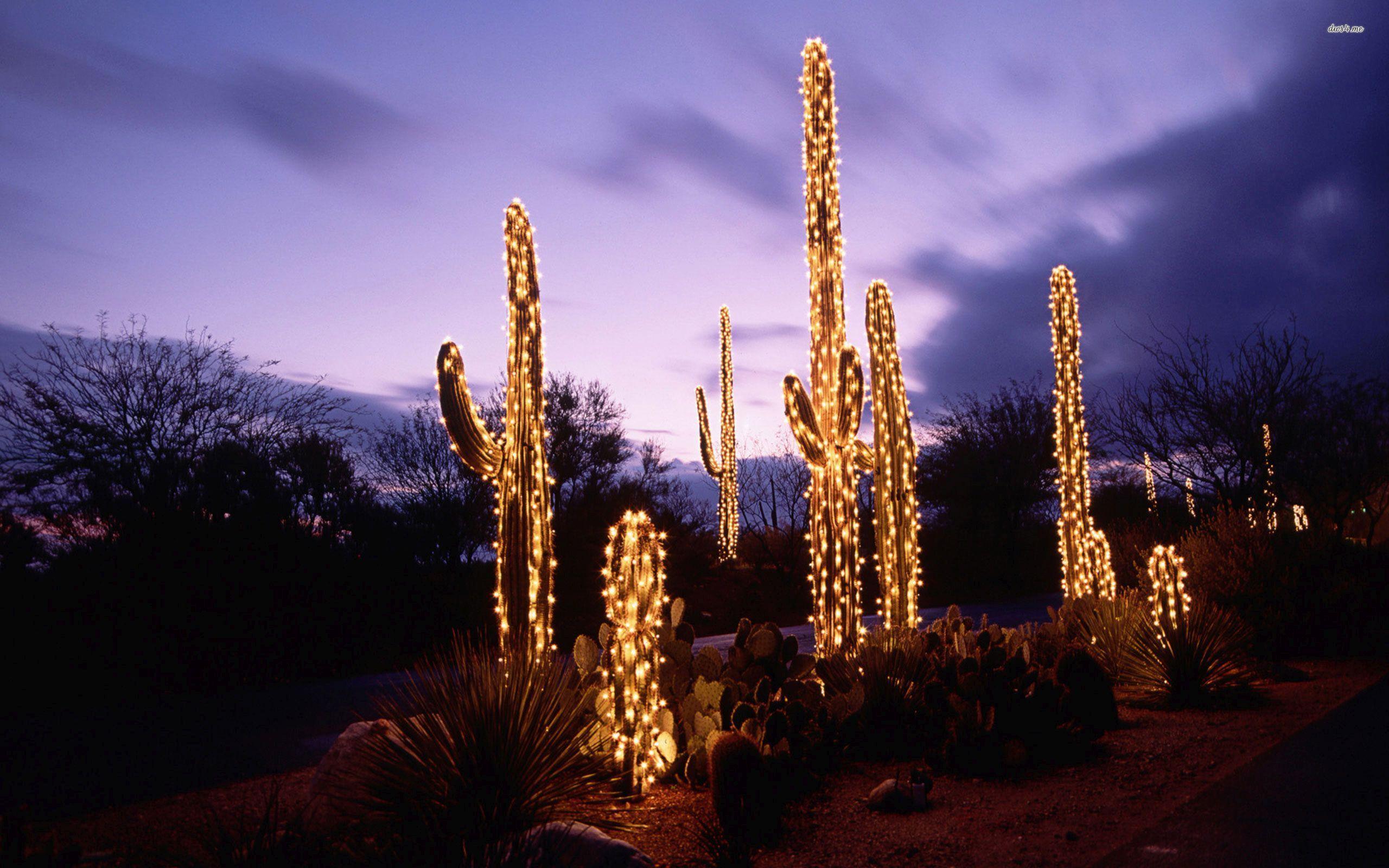 Christmas Cactus Wallpapers Top Free Christmas Cactus Backgrounds Wallpaperaccess