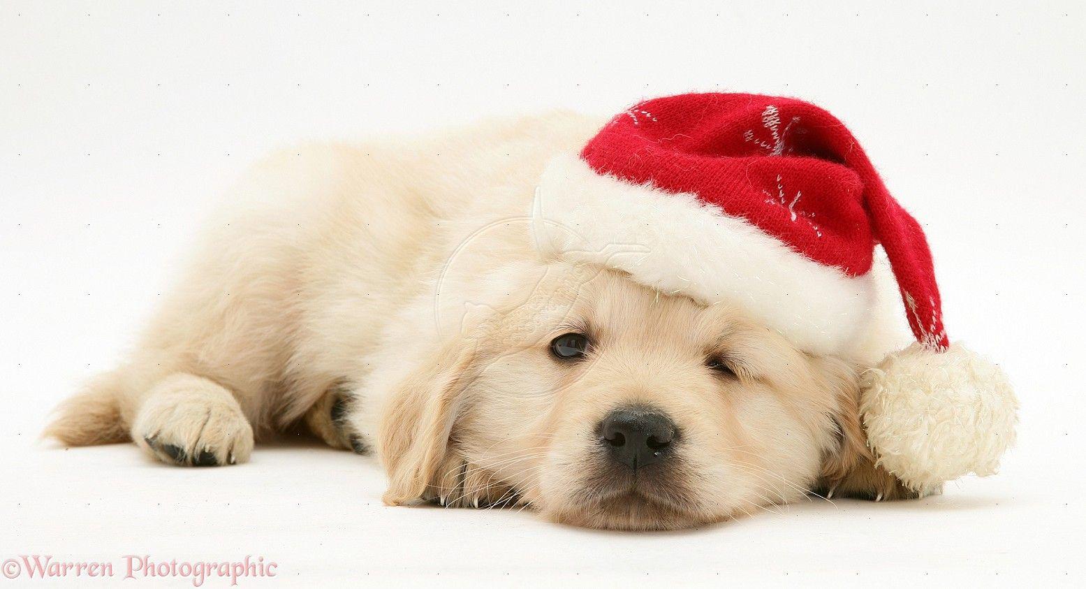 Christmas Puppy Shopping  Dogs  Animals Background Wallpapers on Desktop  Nexus Image 2525105