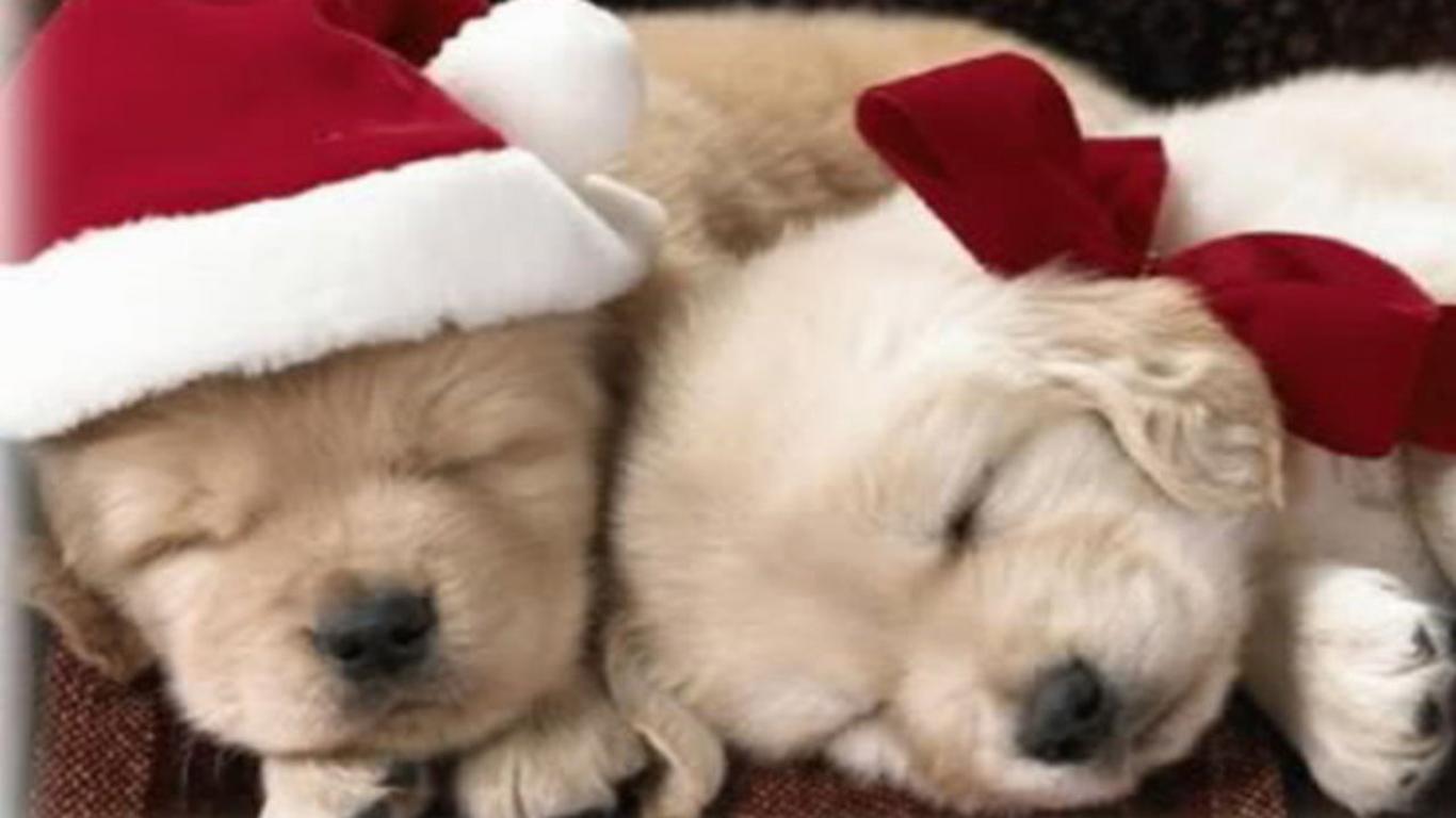 55+ Golden Retriever Cute Christmas Puppy Wallpaper