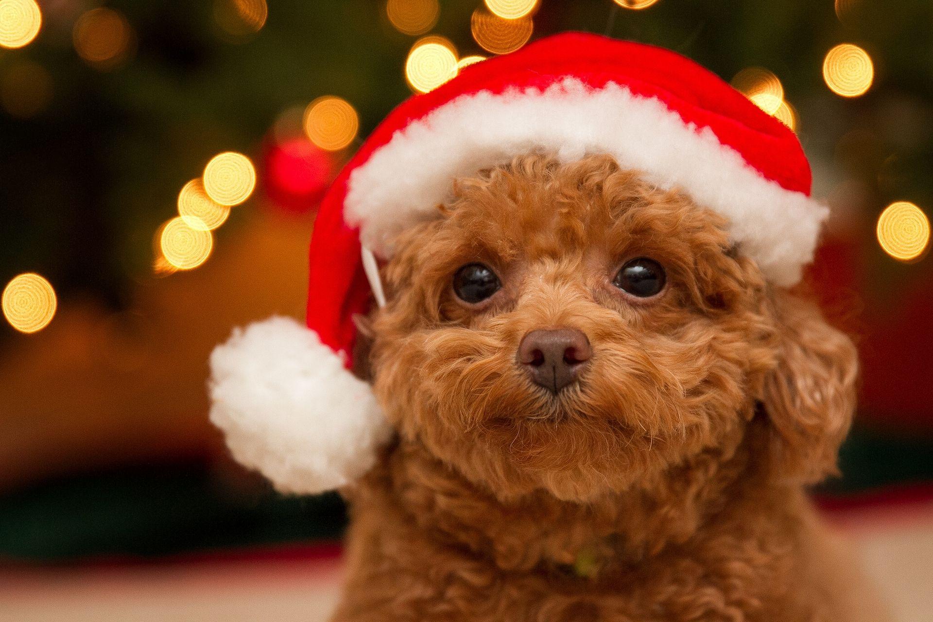 Cute Puppy Christmas Backgrounds posted by Sarah Cunningham christmas cute  puppies HD wallpaper  Pxfuel