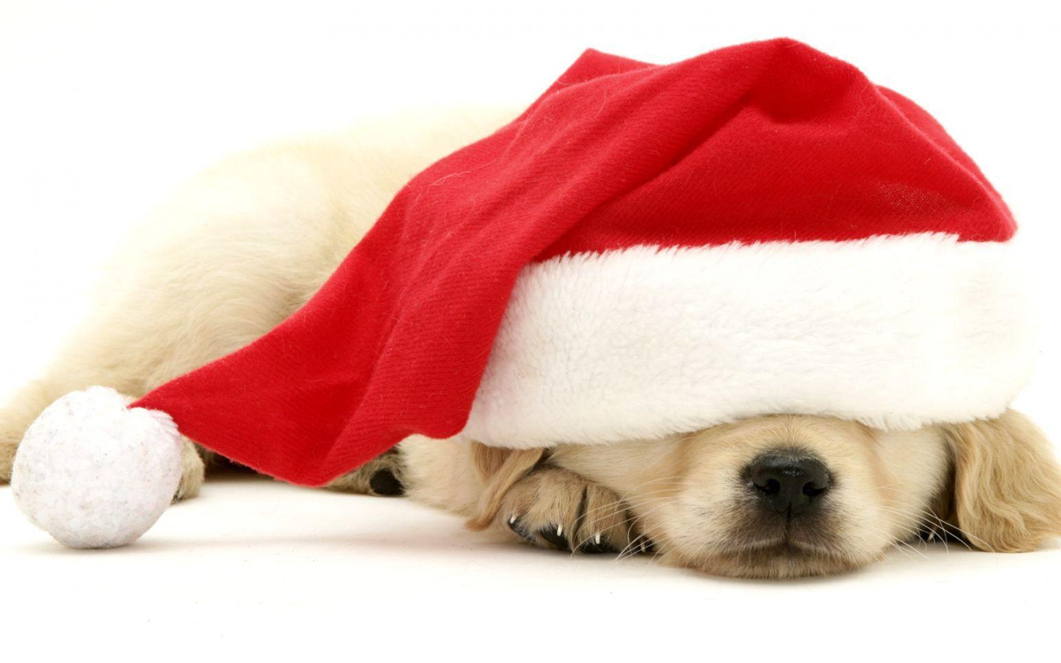 Puppy Christmas Computer Backgrounds