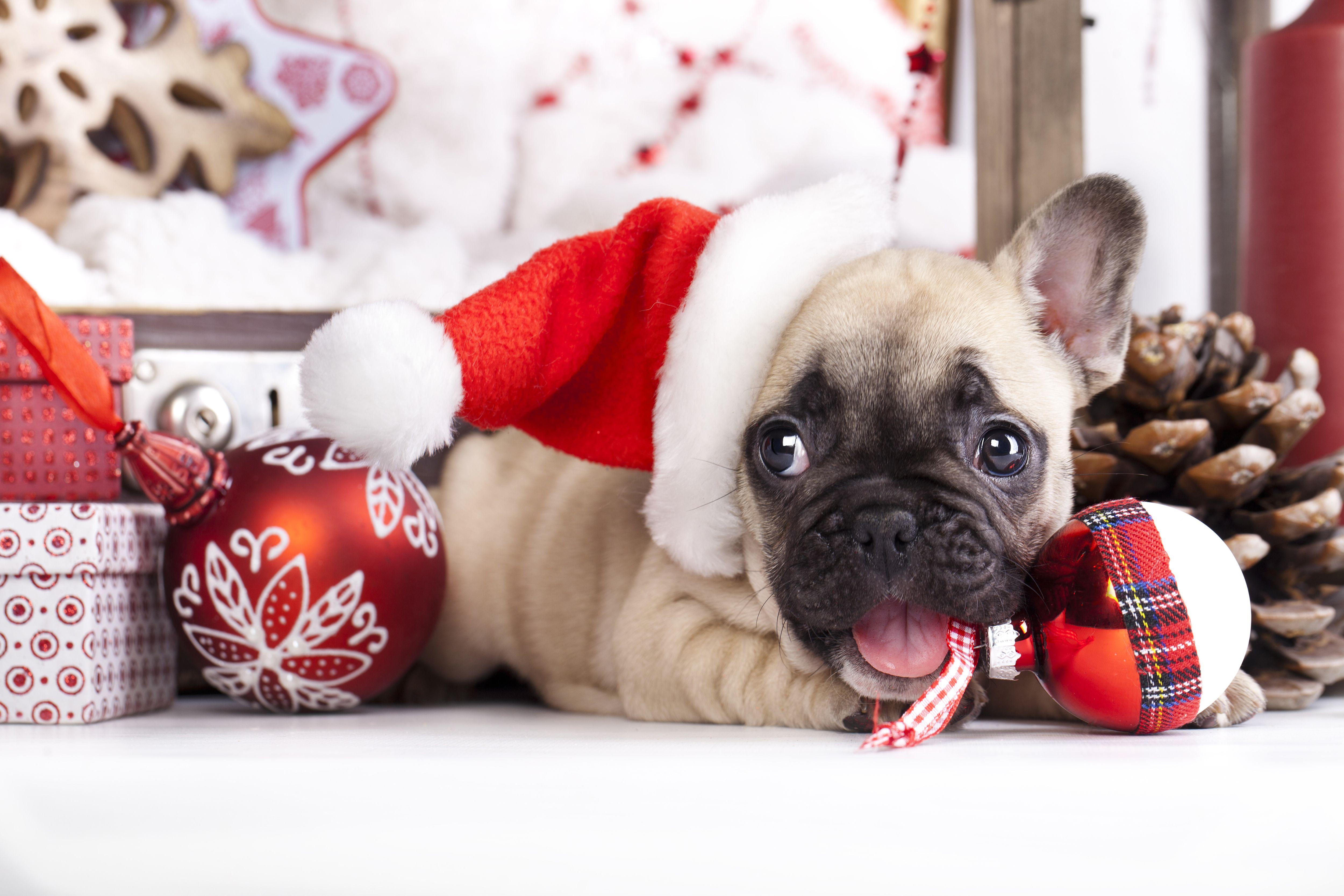 49 Christmas Puppy Desktop Wallpaper  WallpaperSafari