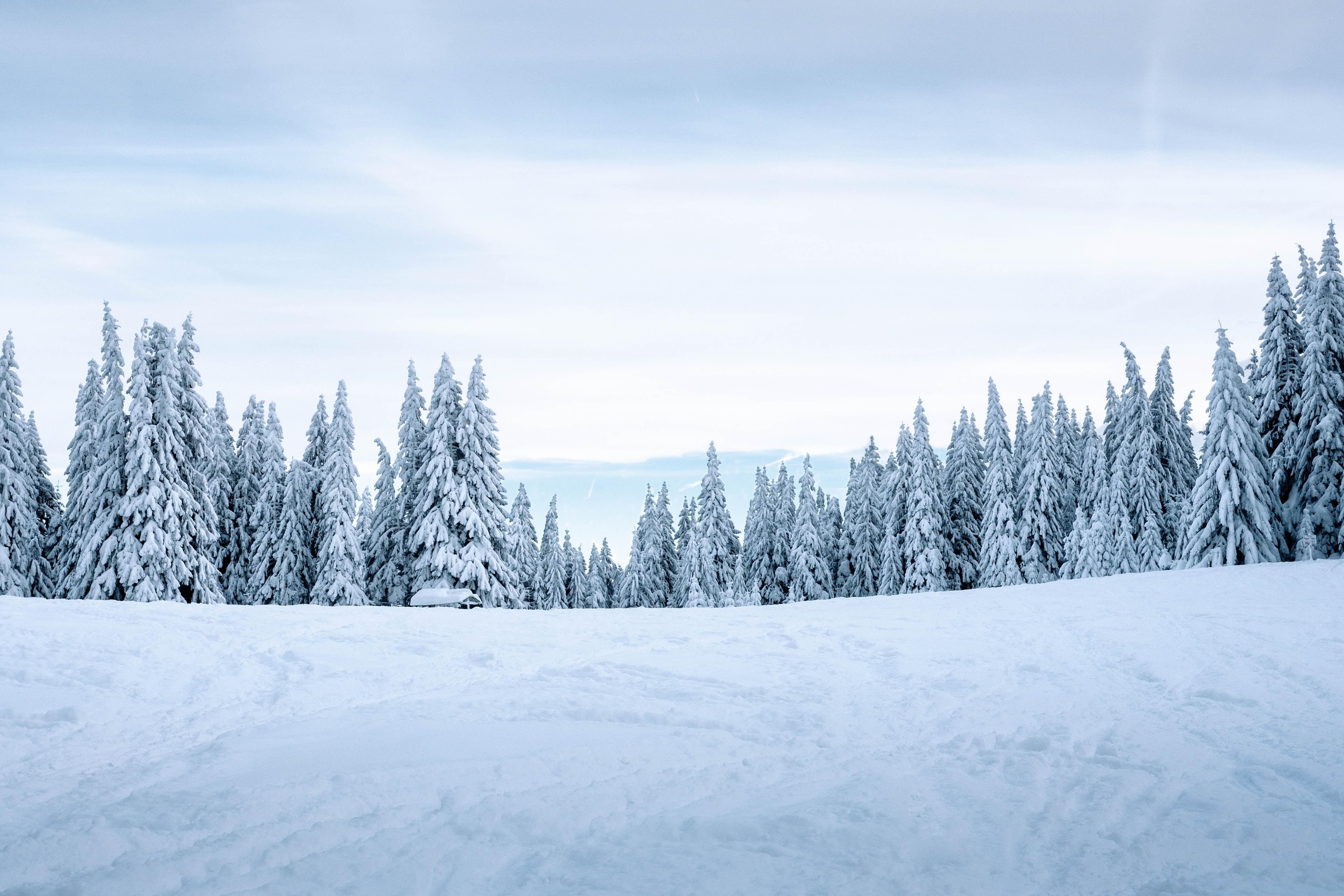 4976x3317 wallpaper snow, winter, trees, winter landscape, snowy HD : Widescreen : High Definition