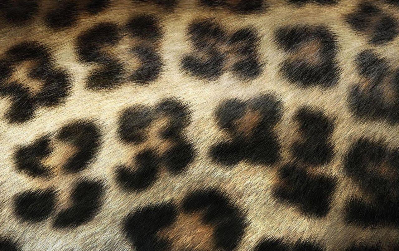 Hình nền Leopard Print 1280x804.  Kho ảnh Leopard Print