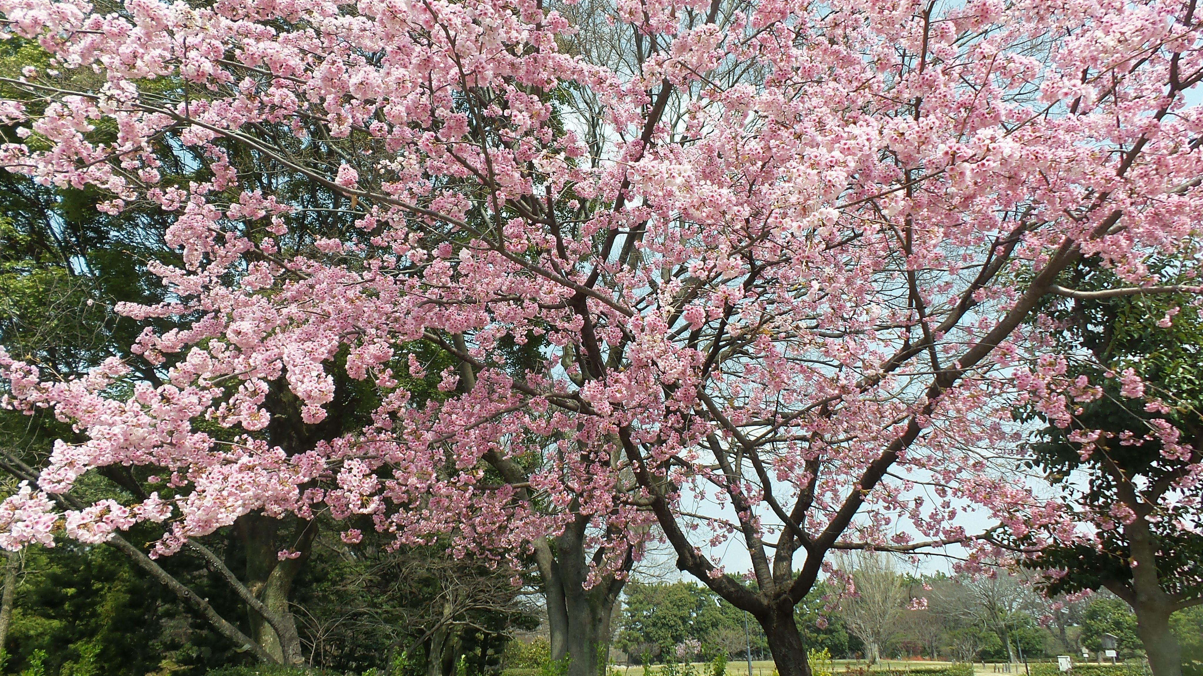 4096x2304 Free of cherry blossoms, japan, Nagoya