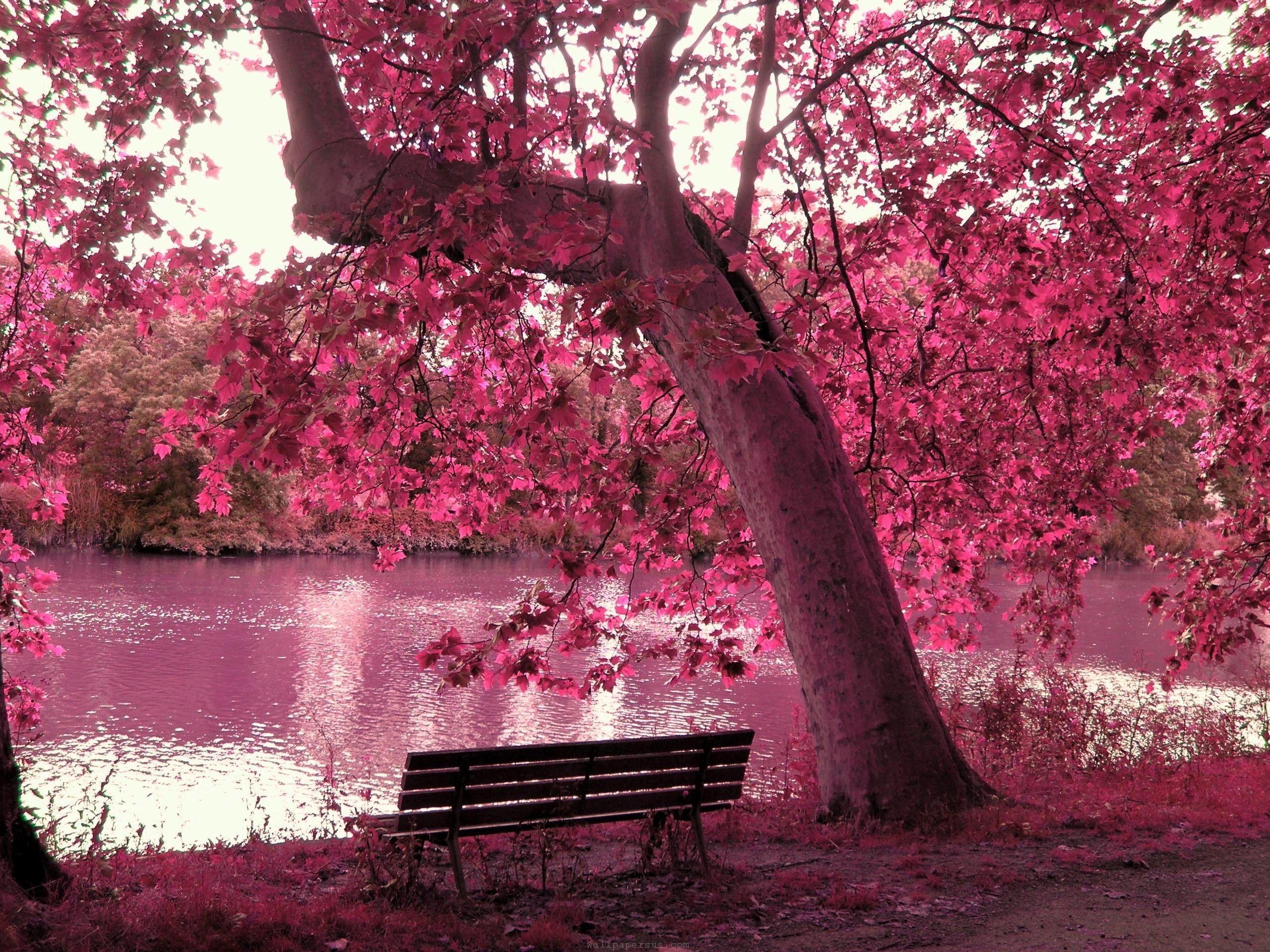 Pink Background Nature Hd gambar ke 6