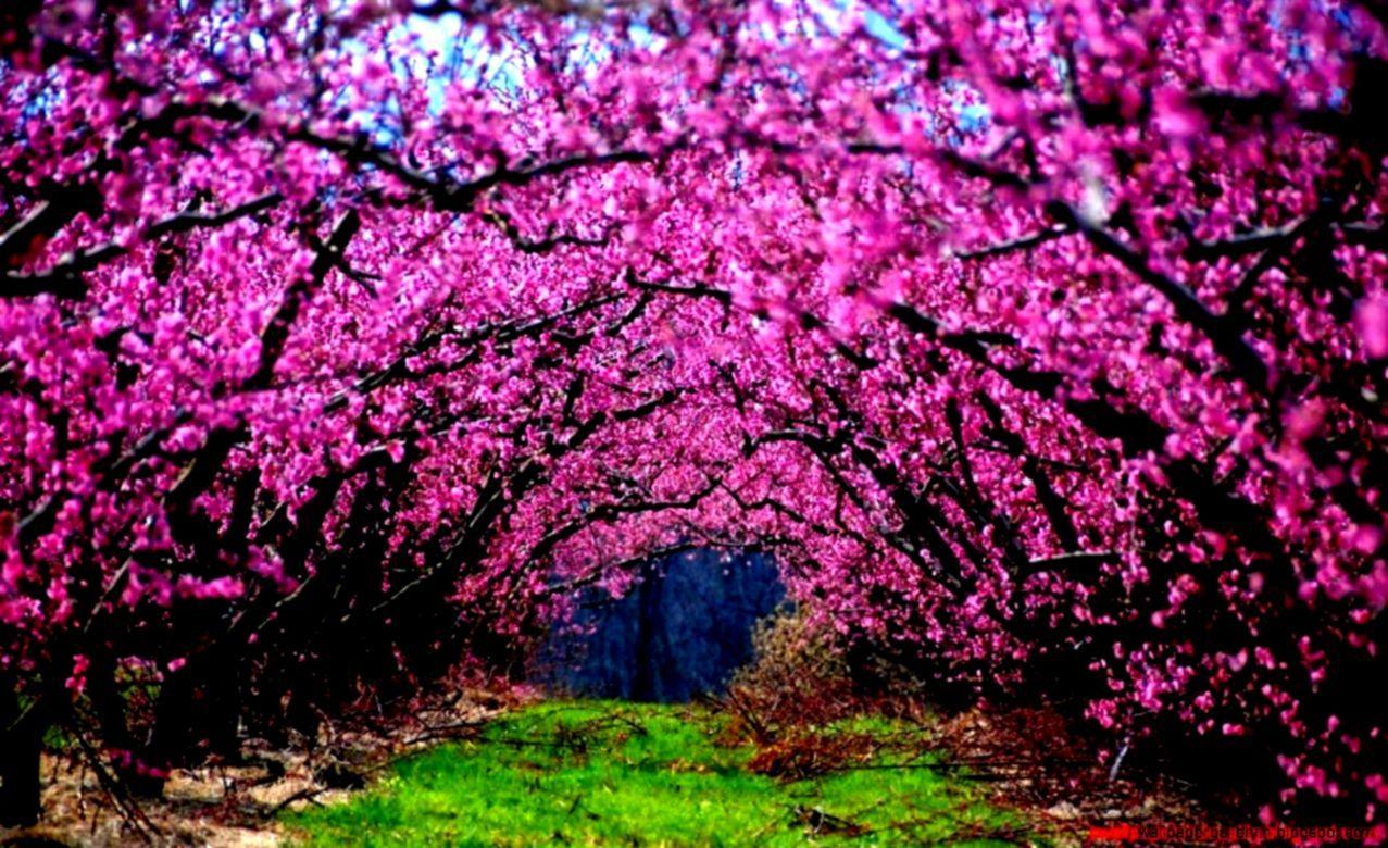 Pink Nature Wallpapers Top Free Pink Nature Backgrounds WallpaperAccess