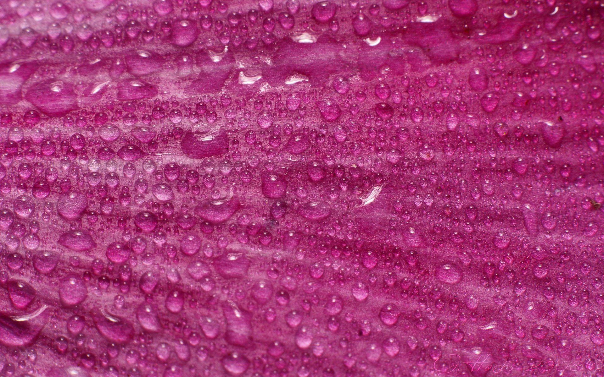 1920x1200 HD Pink Wallpaper