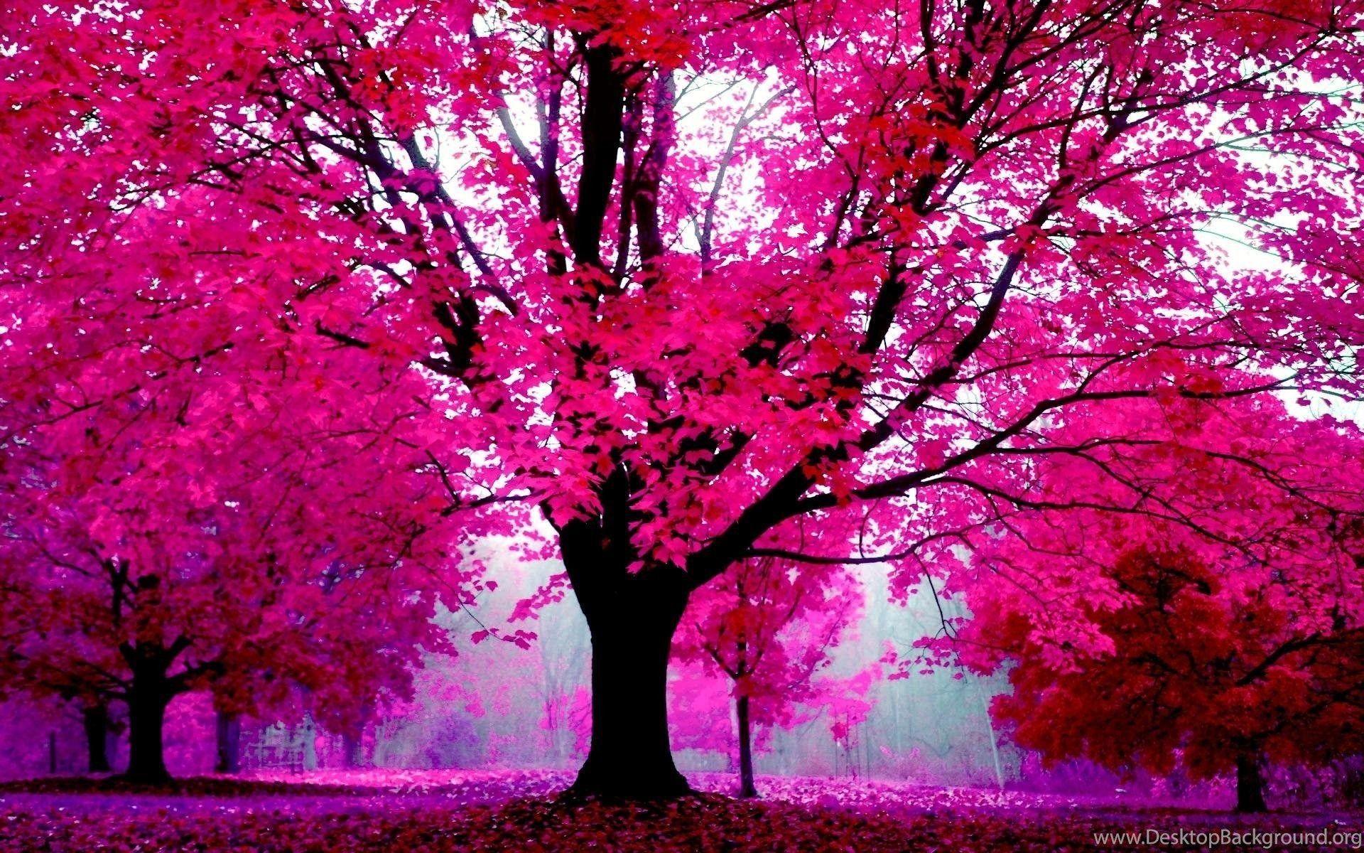 Pink Nature Wallpapers - Top Free Pink Nature Backgrounds - WallpaperAccess