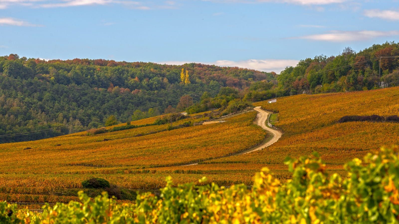 1600x900 The landscapes and 'climats' of Burgundy's vineyard. Burgundy, France