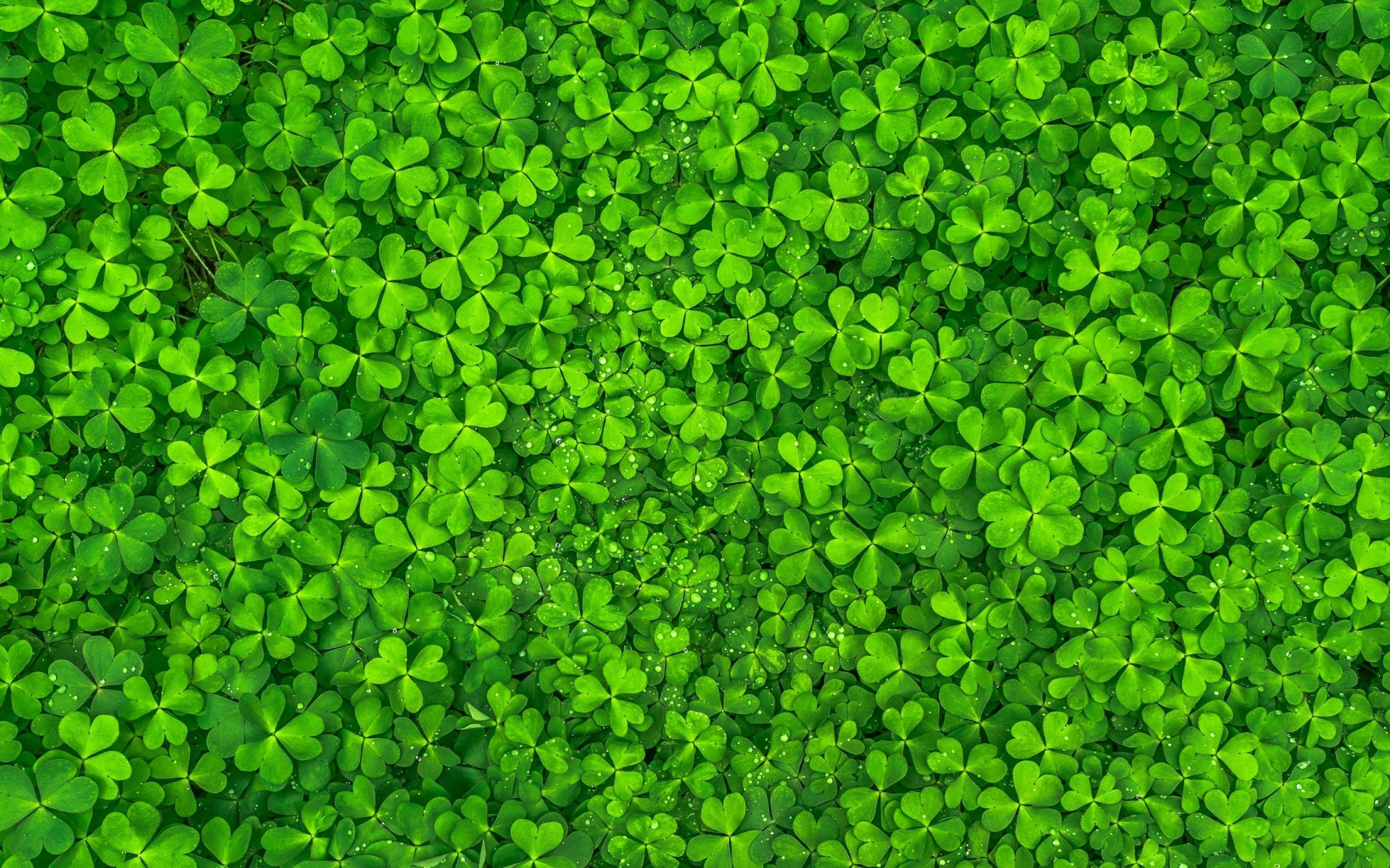 Green Leaf Wallpapers - Top Free Green Leaf Backgrounds - WallpaperAccess