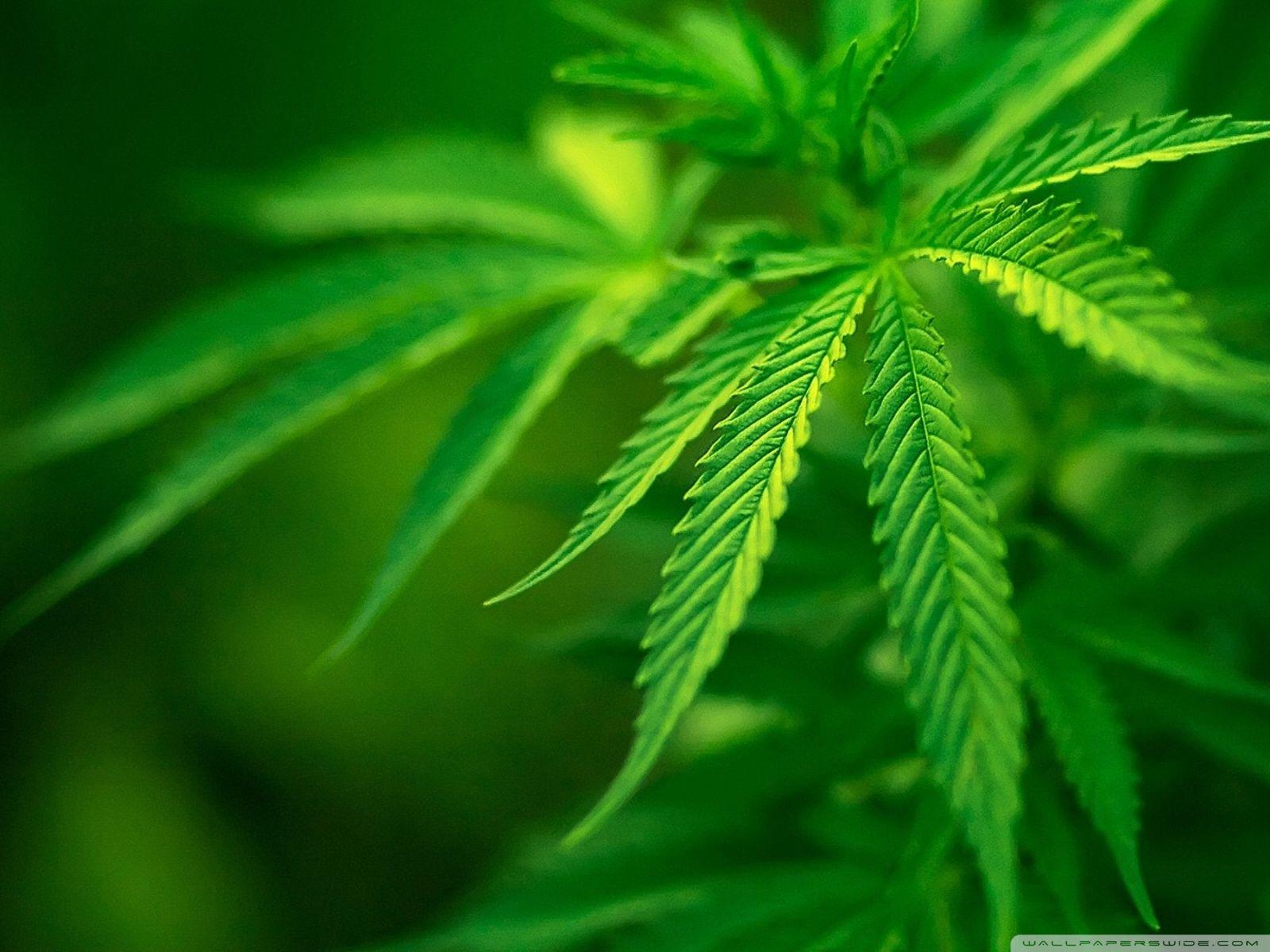 1600x1200 Green Leaves ❤ 4K HD Desktop Wallpaper for 4K Ultra HD TV