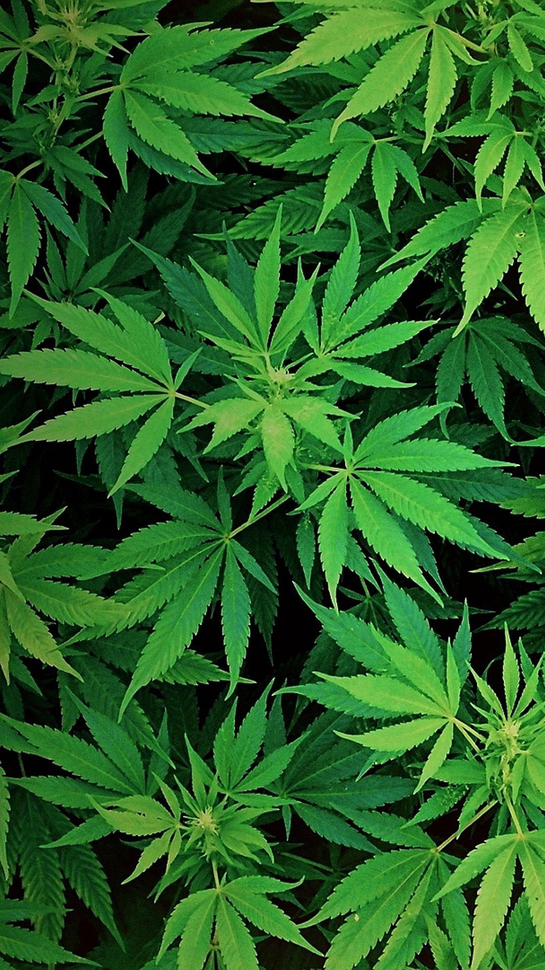1080x1920 Green Leaf htc one wallpaper, free and easy to download