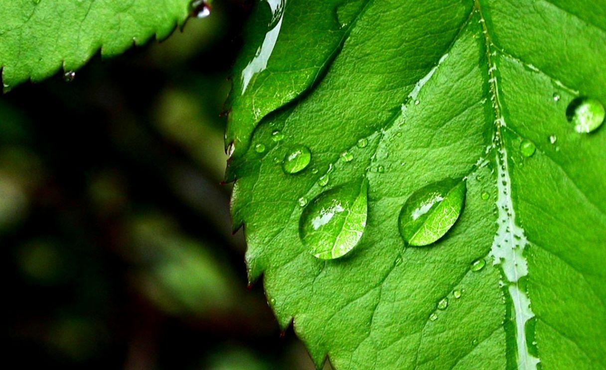 1216x744 Green Leaves HD Wallpaper. HD Wallpaper Gallery