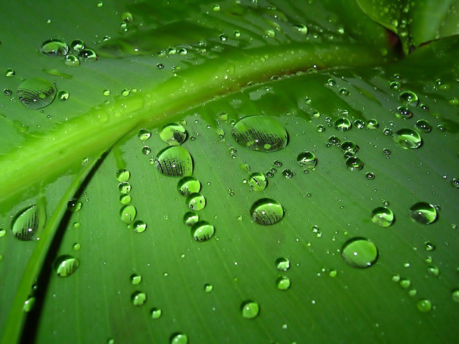 1600x1200 Green Leaf desktop PC and Mac wallpaper