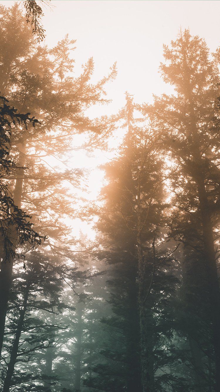 750x1334 Easy Wallpaper Ideas for Your Phone