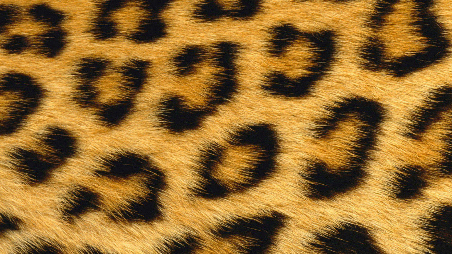 Animal Skin Wallpapers - Top Free Animal Skin Backgrounds - WallpaperAccess