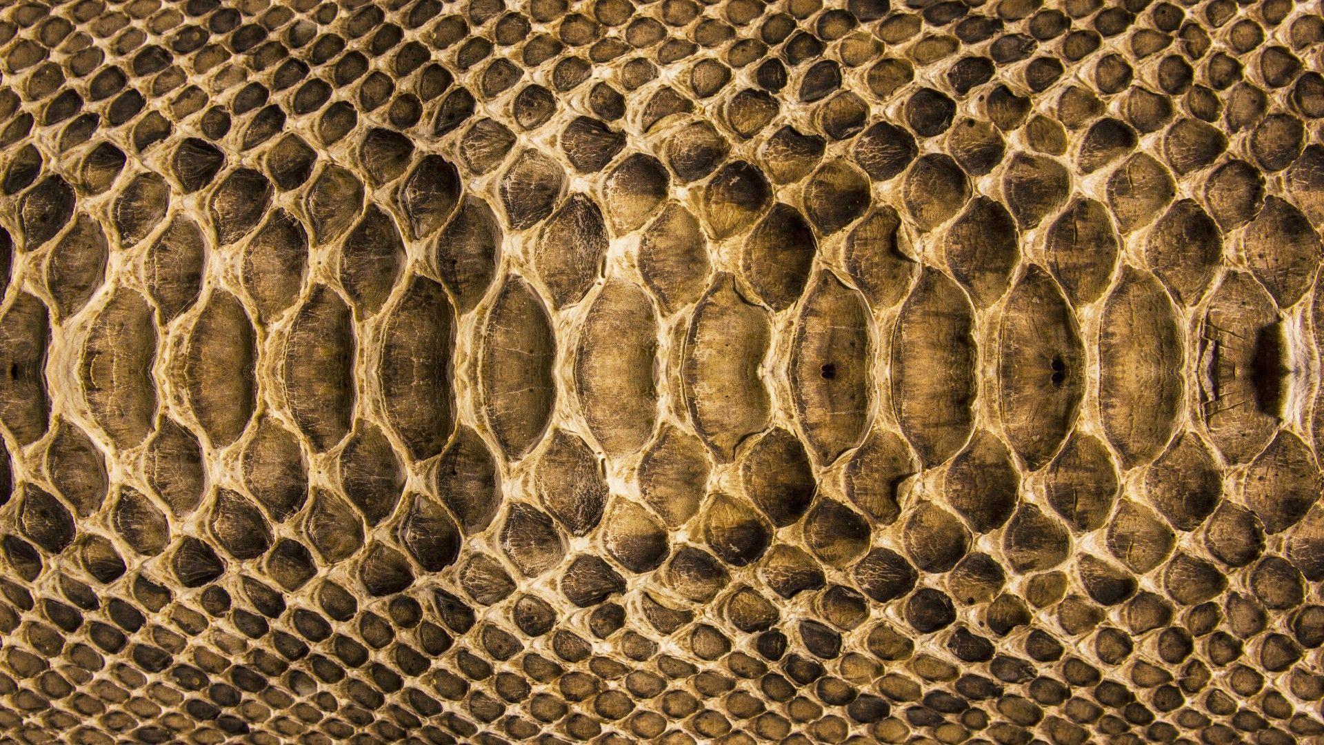 Python Skin Wallpaper