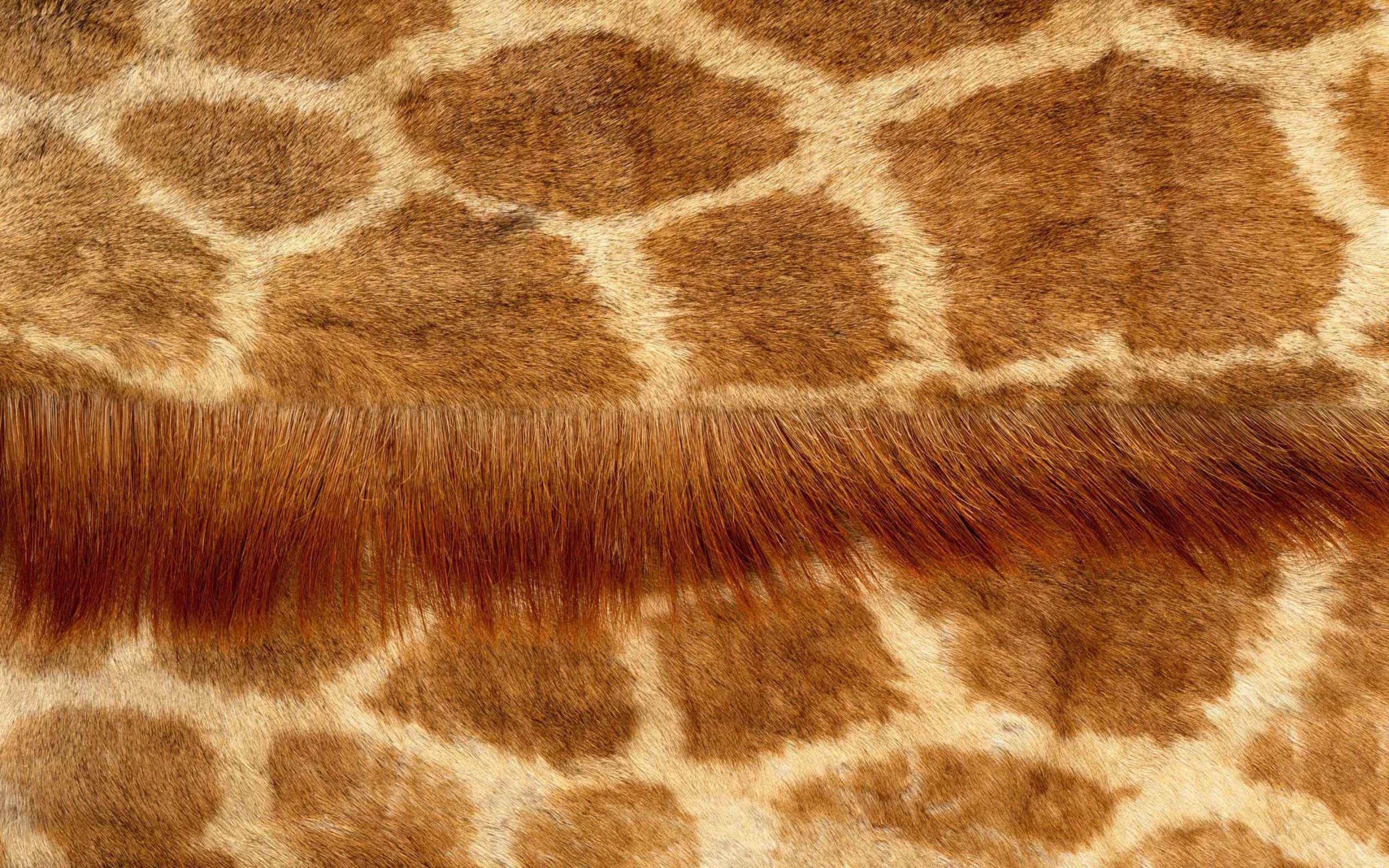 Animal Skin Wallpapers - Top Free Animal Skin Backgrounds - WallpaperAccess