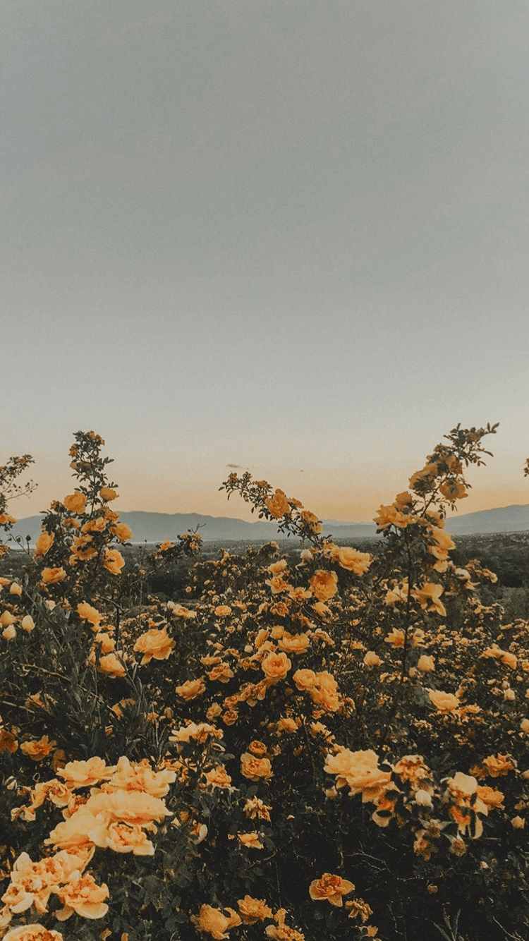 750x1334 Warm Aesthetic Wallpaper