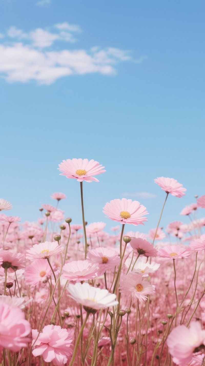 800x1427 iPhone Wallpaper Pink. Free Aesthetic